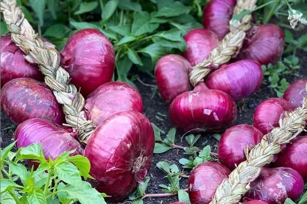 Cebollas de Bedoya