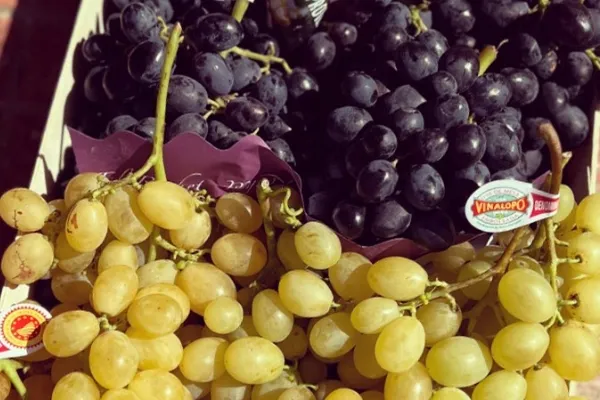 El Rochet Uva de Mesa es un productor de Fruta en la localidad de Valle del Vinalopó, Alacant