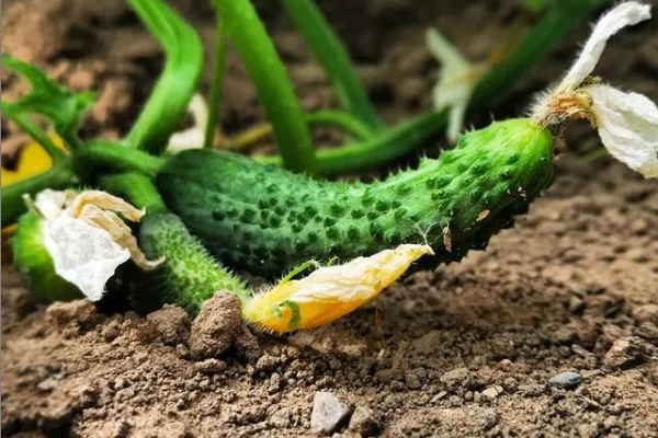 Hortalizas CLIBER , productor de Verduras en la localidad de Alboraia, València