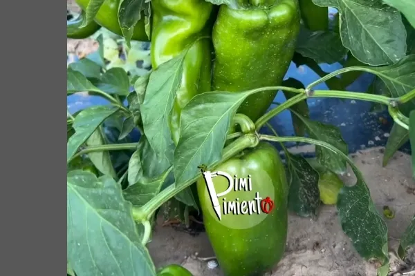 Pimi pimiento es un productor de Verduras en la localidad de El Cortijo, Logroño