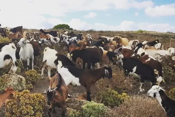 Quesería Montaña De Haría es un productor de Queso en la localidad de Haria, Lanzarote, Las Palmas
