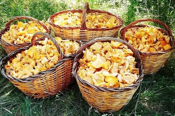 Som Boletaires